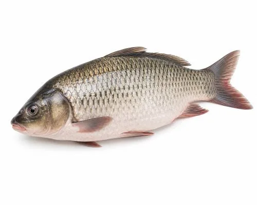 Fish